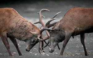 Deers fight wallpaper thumb