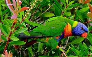 Multicolor Lorikeet parrot, can you see it? wallpaper thumb