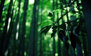 Leaves Bamboo Green HD wallpaper thumb