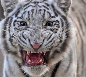 White tiger with blue eyes wallpaper thumb