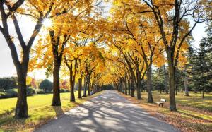 Park, sun rays, walkway, trees, leaves, autumn wallpaper thumb