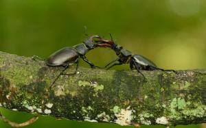 Fighting beetles wallpaper thumb