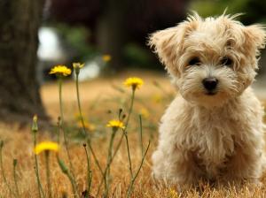 tenderness dog flower grass puppy Sweet Tree HD wallpaper thumb