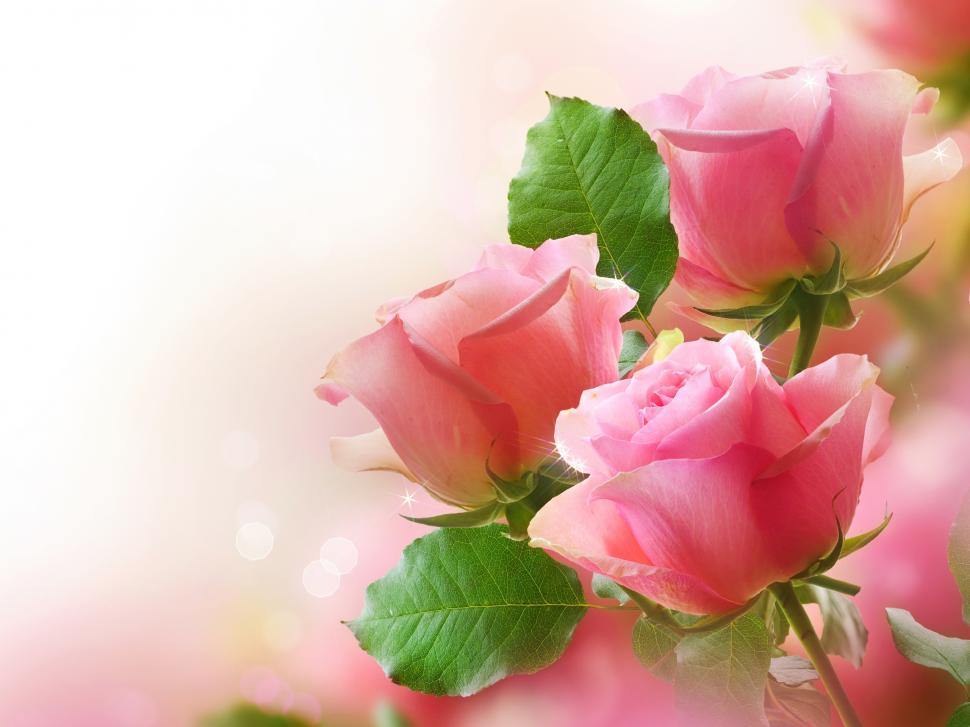 Pink roses, green leaves, bokeh photography wallpaper,Pink HD wallpaper,Roses HD wallpaper,Green HD wallpaper,Leaves HD wallpaper,Bokeh HD wallpaper,Photography HD wallpaper,2560x1920 wallpaper