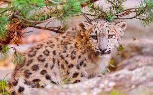 Cute snow leopard, face close-up, predator animals wallpaper thumb
