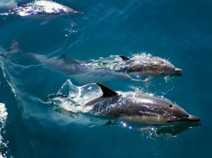 Dolphins Enjoying Freedom wallpaper thumb