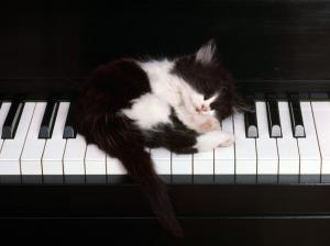 Cat Piano Sleep Kitten HD wallpaper thumb
