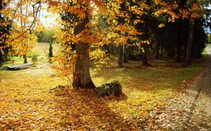 Autumn, trees, yellow leaves, path, sun rays wallpaper thumb