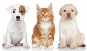 Labrador, Jack Russell Terrier, kitten wallpaper thumb