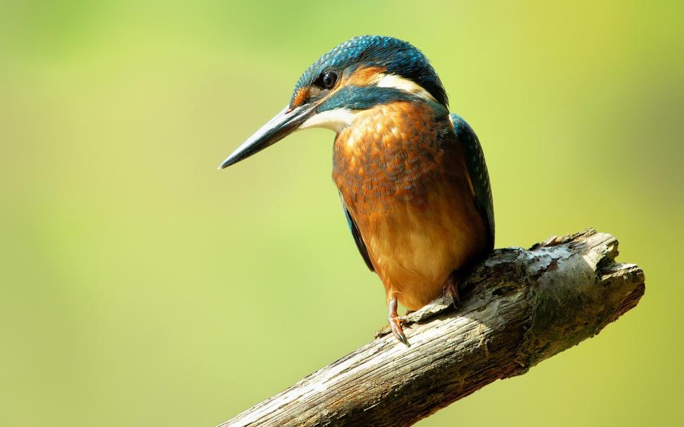 Common kingfisher close-up wallpaper,Common HD wallpaper,Kingfisher HD wallpaper,1920x1200 wallpaper
