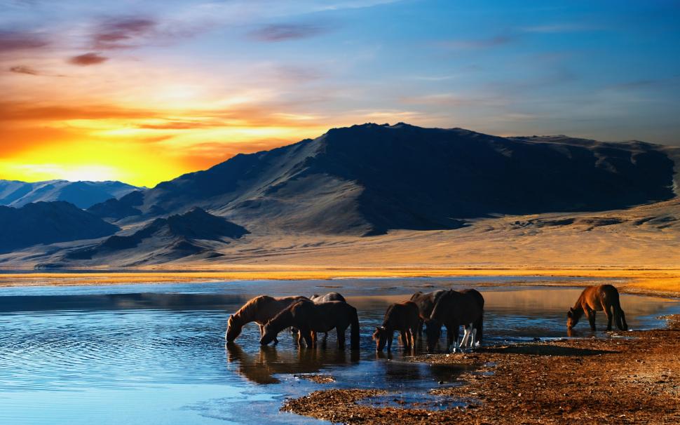 Amazing Scene with Horses wallpaper,water HD wallpaper,sunset HD wallpaper,2560x1600 wallpaper