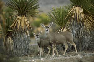 Mule Deer Amid Yucca, Chihuahuan Desert, Mexico wallpaper thumb
