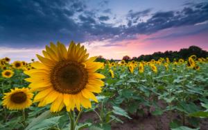 Sunflowers, summer, dusk, sunset, clouds wallpaper thumb