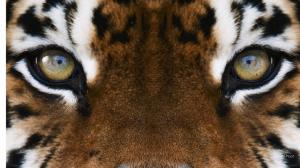 Tiger Eyes wallpaper thumb