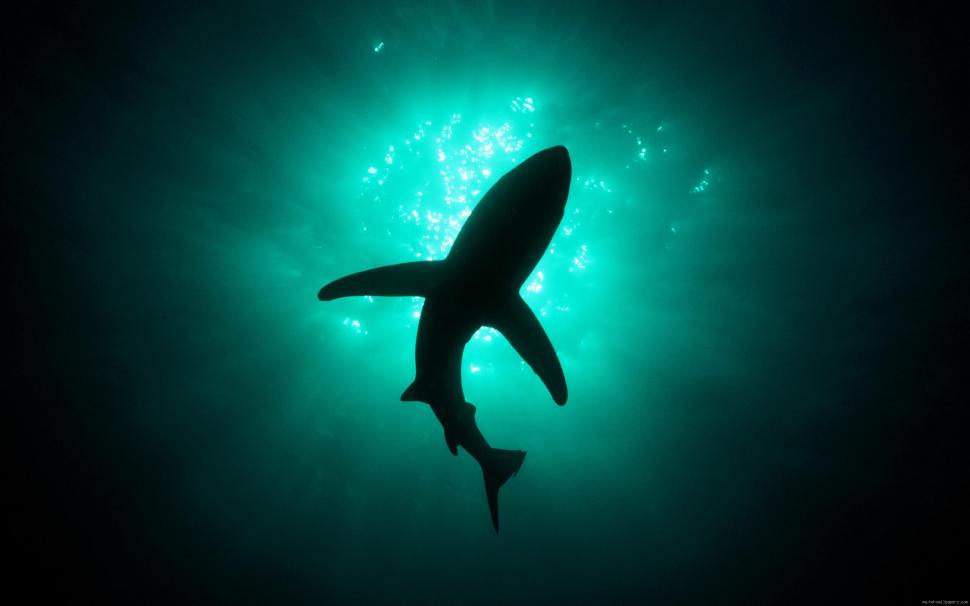 Shark shadow in the sea wallpaper,shark HD wallpaper,animal HD wallpaper,shadow HD wallpaper,sea HD wallpaper,2560x1600 wallpaper