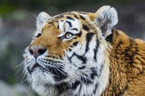 Amur tiger, Animal wallpaper thumb