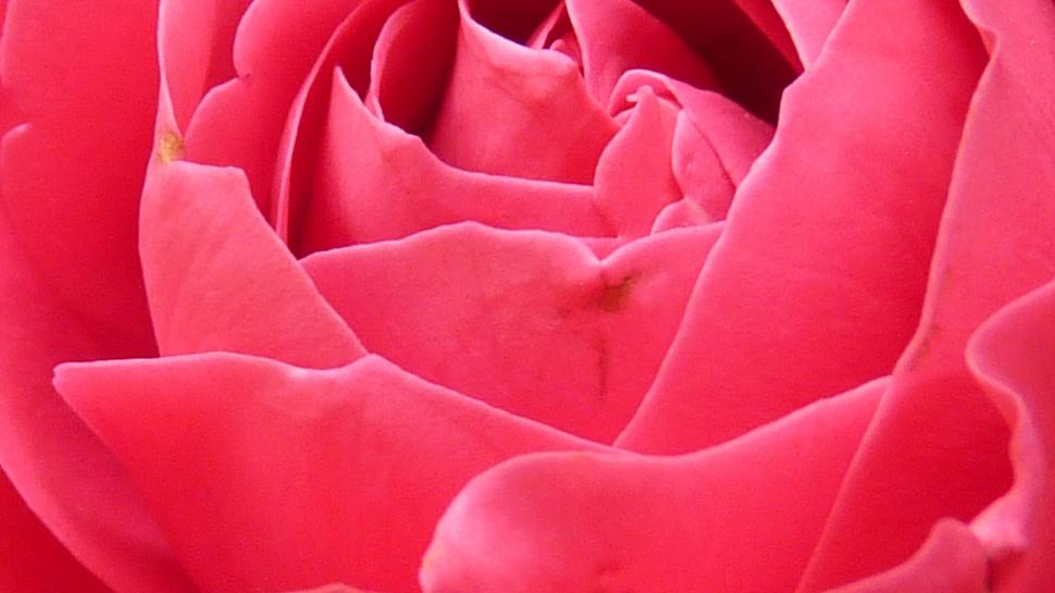 Red Rose Petals wallpaper,Flowers HD wallpaper,3840x2160 wallpaper