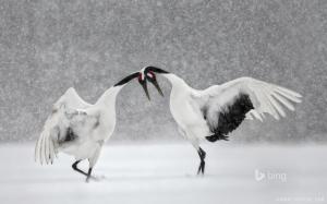 Red crowned cranes wallpaper thumb