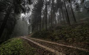 Germany, Forest, Road, Mist, Nature, Landscape, Trees, Morning, Hill, Dark wallpaper thumb