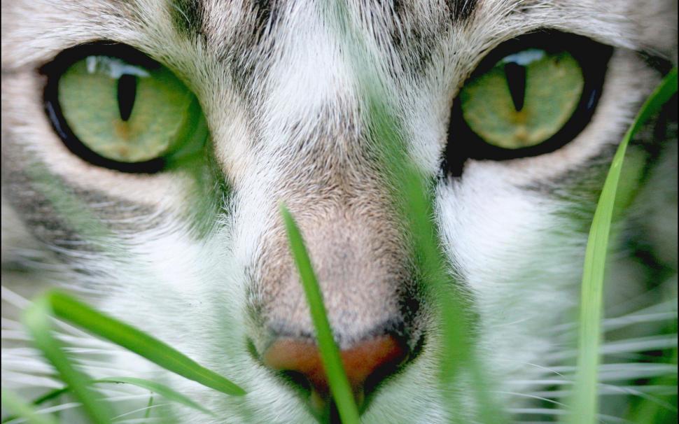Grey Eyes Cat wallpaper,kitten HD wallpaper,grass HD wallpaper,animal HD wallpaper,animals HD wallpaper,2560x1600 wallpaper