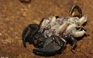 A Mother Scorpion & Babies wallpaper thumb