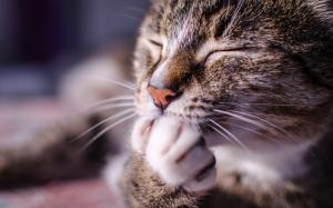 Cat, paw, face close-up wallpaper thumb