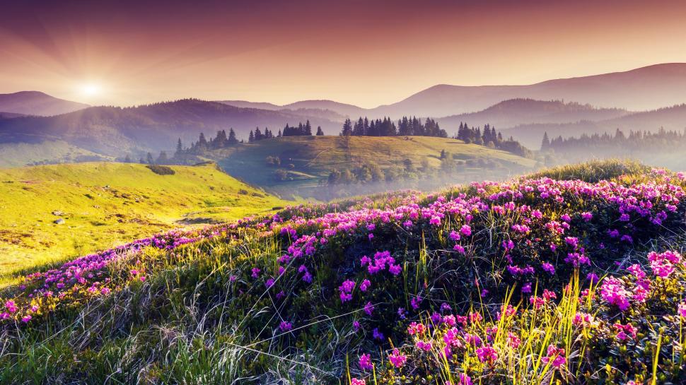 Nature spring, hills, flowers, trees, sun wallpaper,Nature HD wallpaper,Spring HD wallpaper,Hills HD wallpaper,Flowers HD wallpaper,Trees HD wallpaper,Sun HD wallpaper,2560x1440 wallpaper