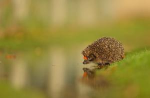 Hedgehog and water wallpaper thumb