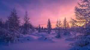 winter, snow, forest, purple, sunset, trees, snowdrift, nature wallpaper thumb
