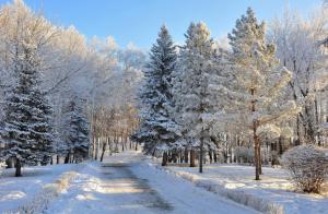 *** Beautiful Winter Forest *** wallpaper thumb
