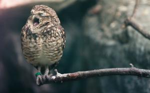 Owl Yawn Bird HD wallpaper thumb