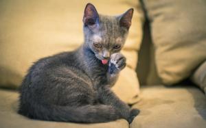 Grey kitten, paw, sofa wallpaper thumb