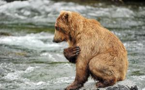Brown bear, water, river, rocks wallpaper thumb