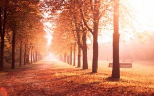 Autumn park, trees, road, leaves, yellow wallpaper thumb