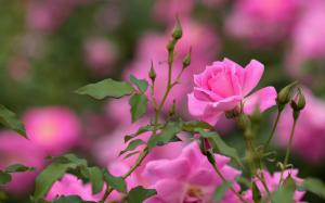 Pink rose, flowers, buds, bokeh wallpaper thumb