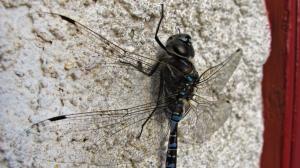 Dragonflies, Insect, Macro, Depth of Field wallpaper thumb