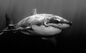 White Animals Sharks Grayscale Underwater Iphone wallpaper thumb