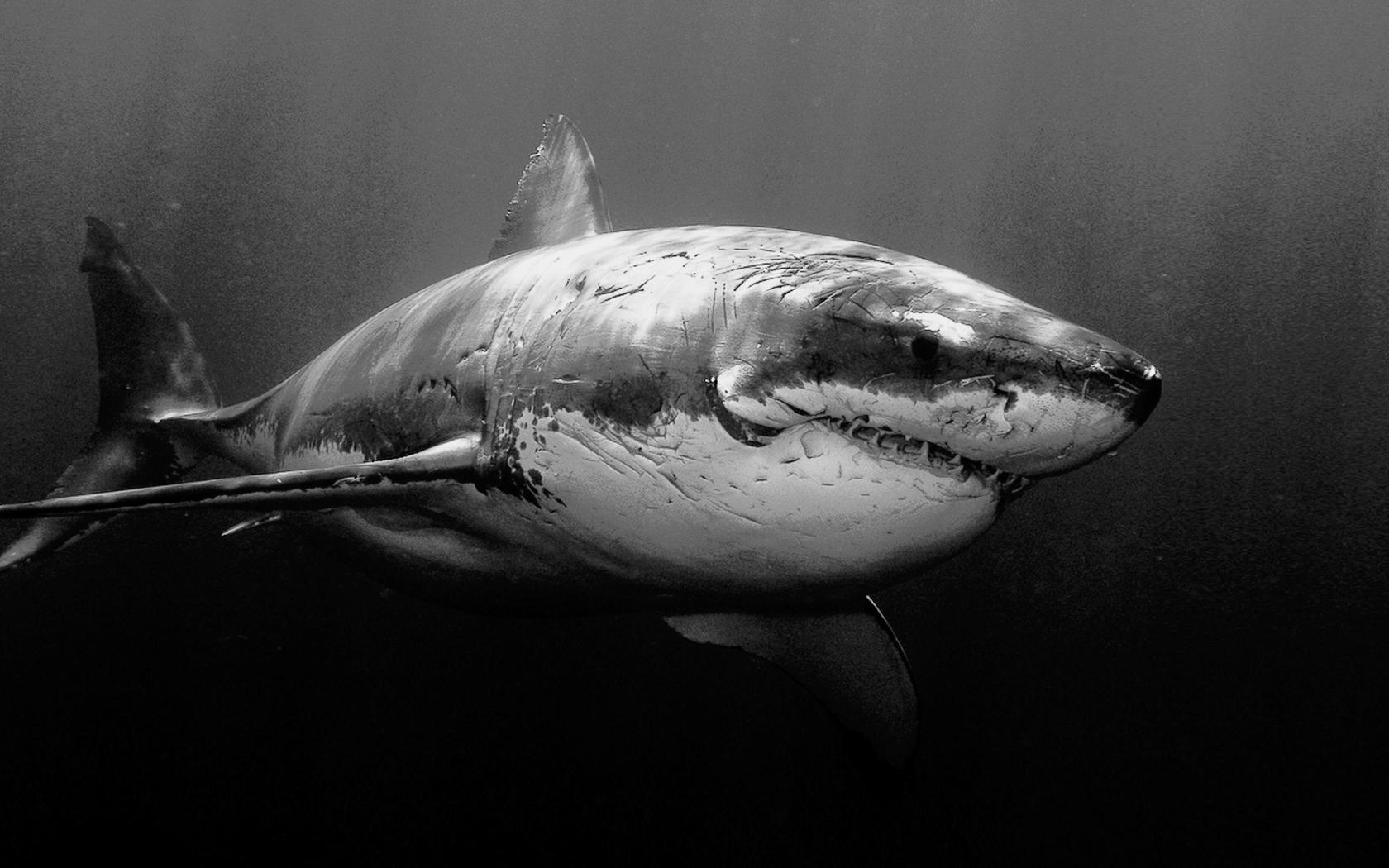White Animals Sharks Grayscale Underwater Iphone wallpaper | colorful |  Wallpaper Better