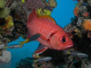 Coral Reef Fish wallpaper thumb
