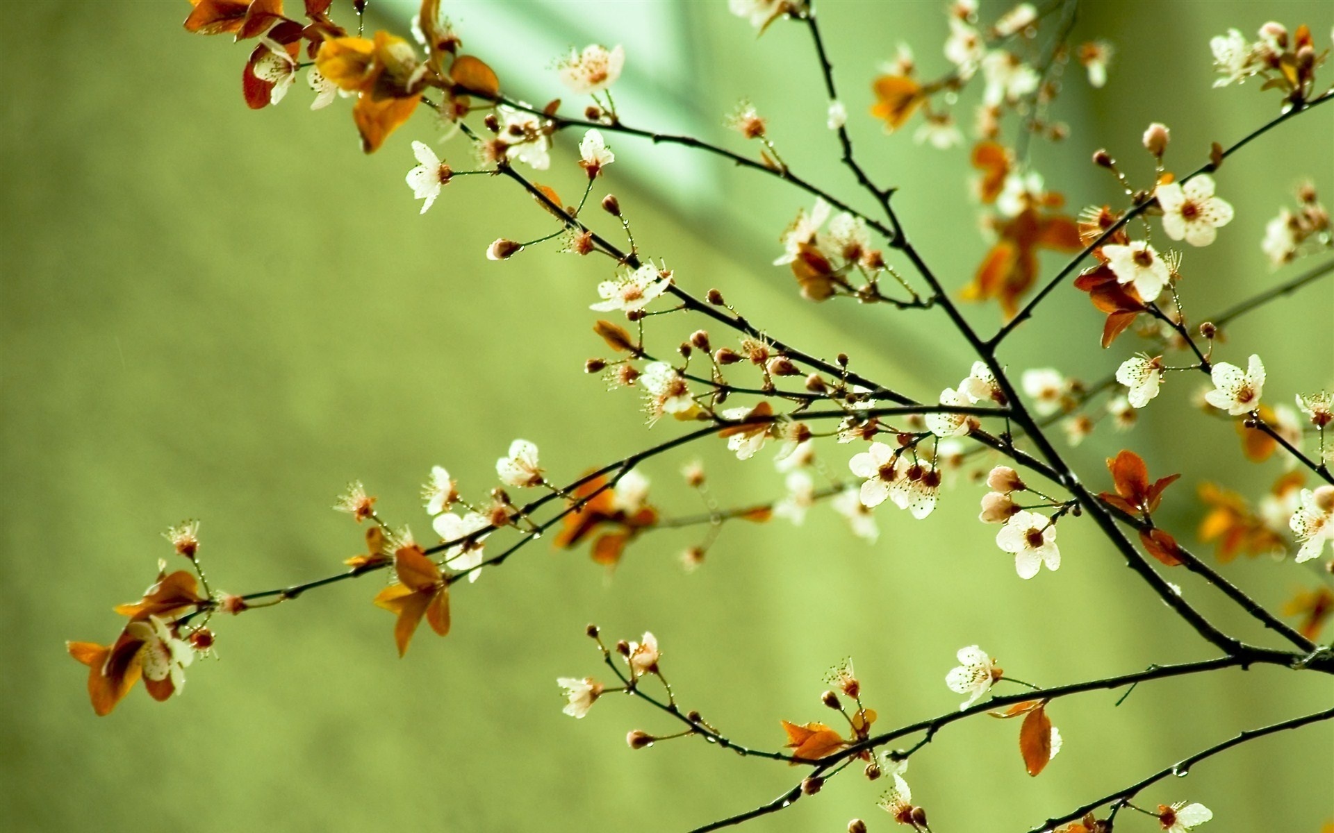 Spring Flower Widescreen HD wallpaper | flowers | Wallpaper Better