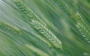 Spring, wheat field, spikelets, green wallpaper thumb
