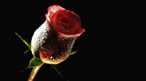 Rose Flower Water Drops Black HD wallpaper thumb