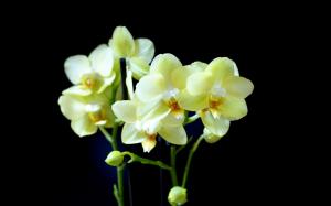 HD  Orchid Flower wallpaper thumb