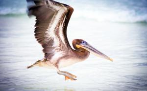 Pelican Water Bird wallpaper thumb