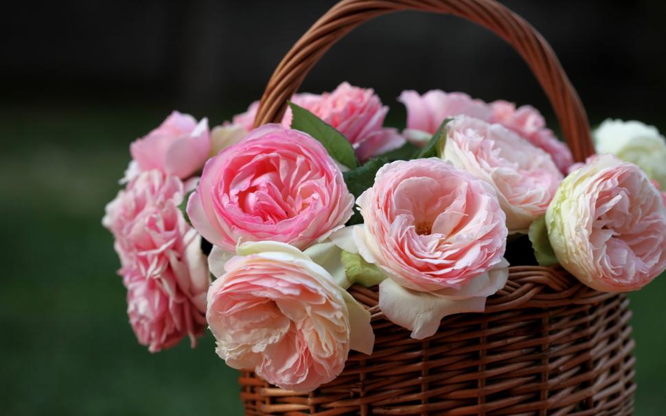 A basket of pink roses close-up wallpaper,Basket HD wallpaper,Pink HD wallpaper,Roses HD wallpaper,2560x1600 wallpaper