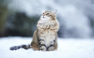 Winter snow cat, eyes looking away wallpaper thumb