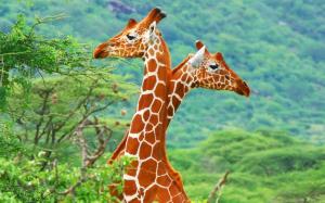 Africa giraffe close-up wallpaper thumb