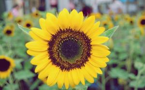 Sunflower Petals Yellow wallpaper thumb