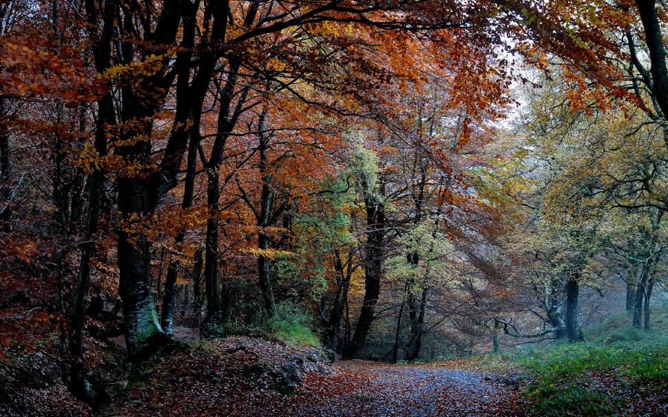 Nature forest, autumn, trees, leaves, path wallpaper,Nature HD wallpaper,Forest HD wallpaper,Autumn HD wallpaper,Trees HD wallpaper,Leaves HD wallpaper,Path HD wallpaper,1920x1200 wallpaper