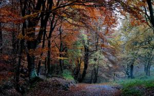 Nature forest, autumn, trees, leaves, path wallpaper thumb